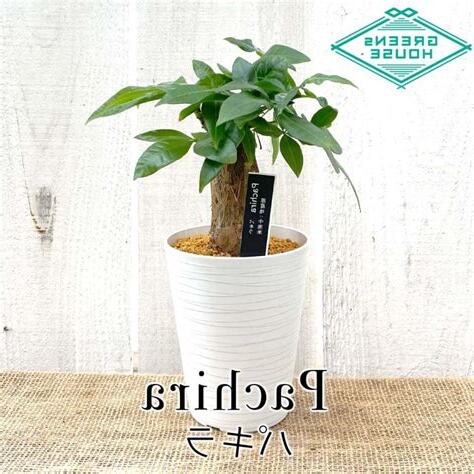 植物風水