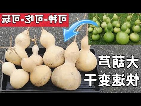 葫蘆如何製作