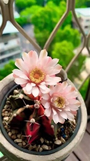 仙人掌開花風水