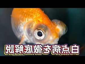 白色金魚