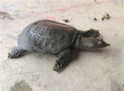 鱉帶財