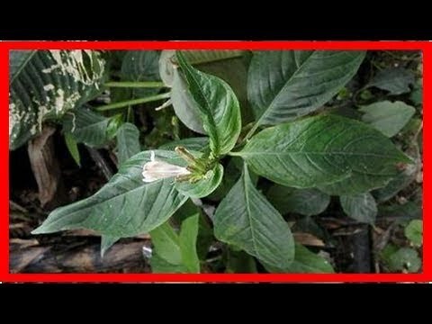 憂遁草好轉反應