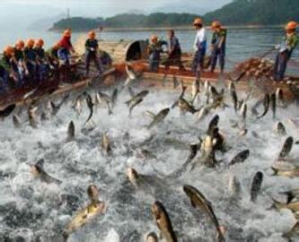 夢見撈很多魚