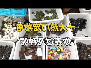 寵物烏龜