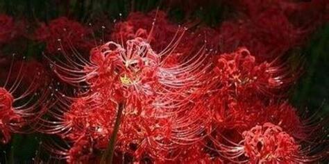 彼岸花寓意