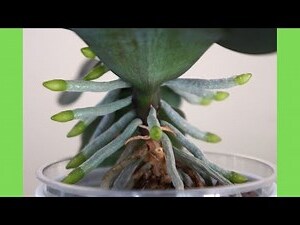 長型花盆適合種什麼