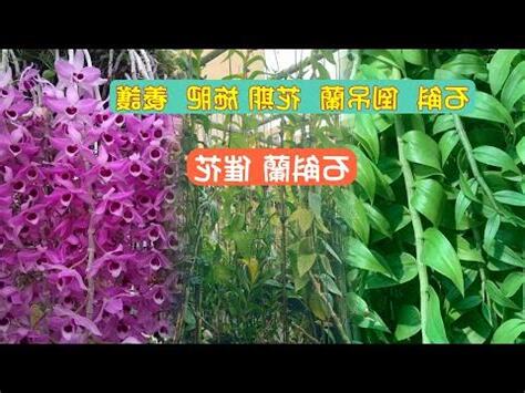 倒吊蘭種植