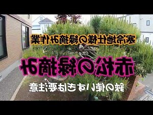 赤松子下降日