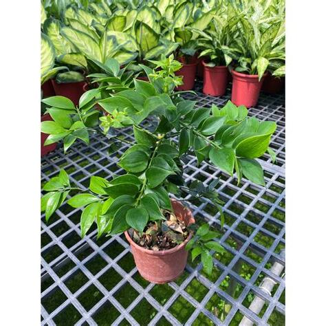 圓葉室內植物