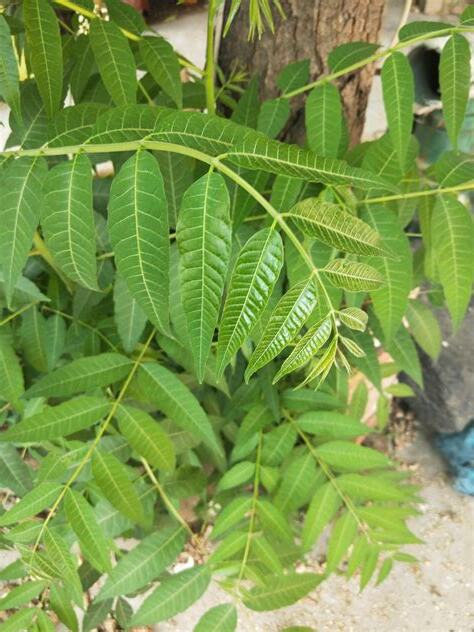 香椿树喜欢阳光吗