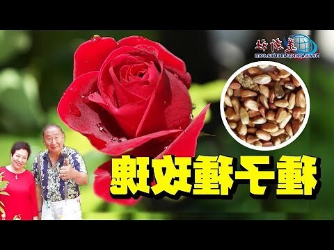 如何種玫瑰花