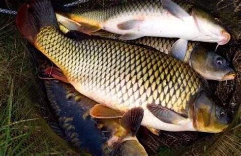魚寓意