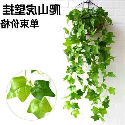 室內藤蔓植物風水
