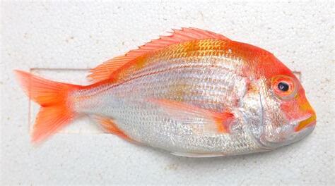 紅色的魚