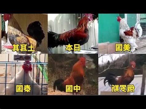 公雞晚上叫