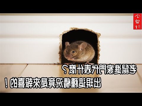 老鼠入屋風水