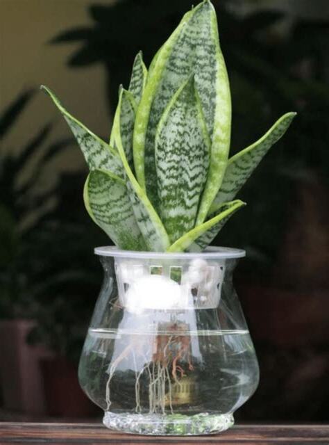 辦公室水種植物