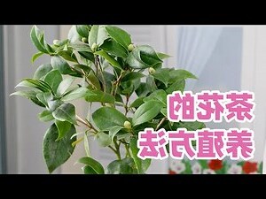 茶花種植禁忌