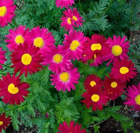 大雛菊
