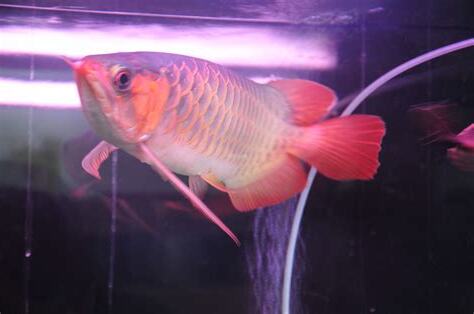招財魚有哪些