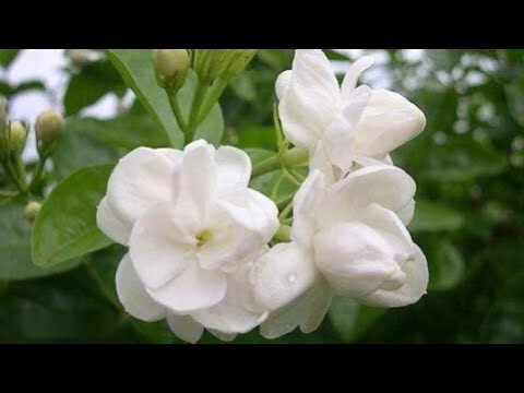 哪種花最好種