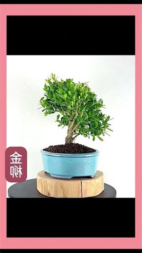金柳風水