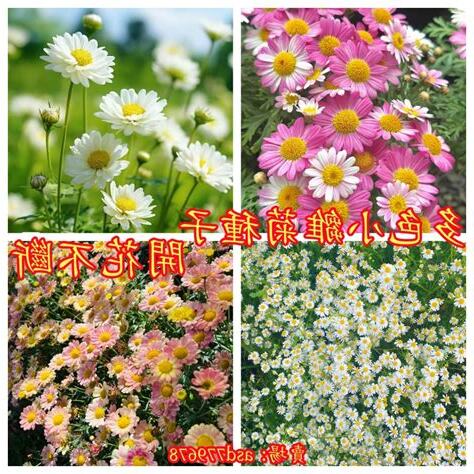 雛菊種植