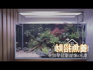 家中養魚風水