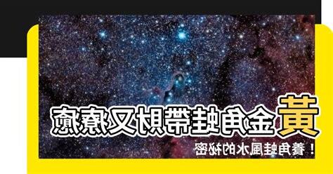 黃金角蛙風水