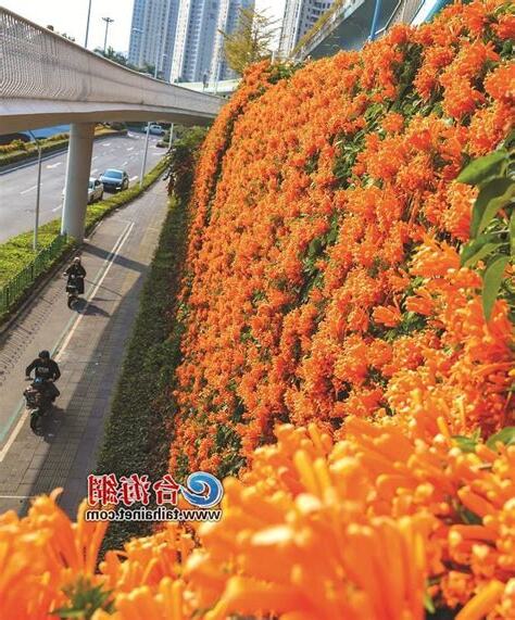 炮仗花風水