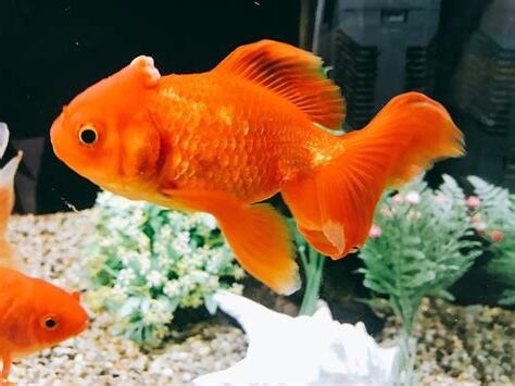 金魚飼養