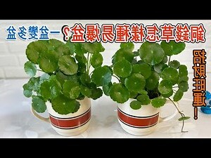 銅錢草種子種植