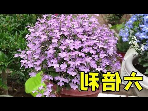 六倍利風水