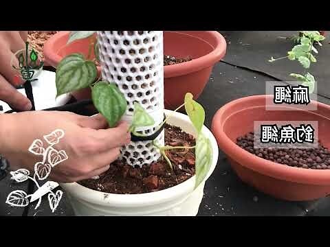 會攀爬的植物