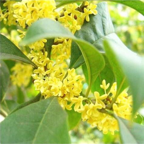 桂花樹種類