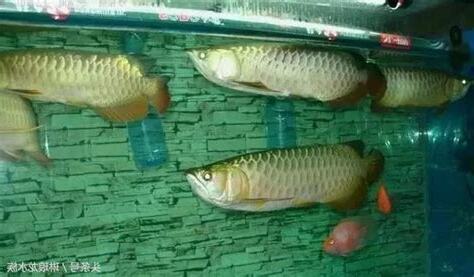 龍魚生病