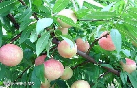 桃子樹
