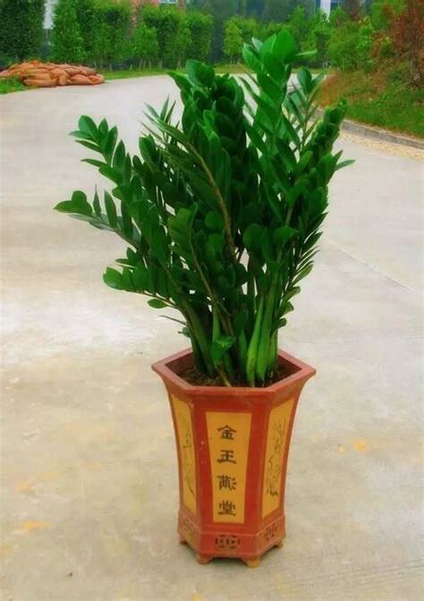 金錢樹怎麼種