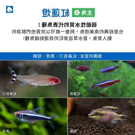 燈魚混養