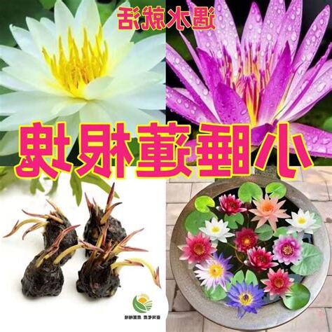 種蓮花風水