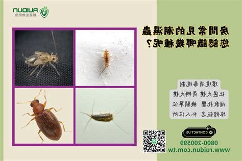 房間有蟲