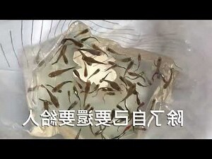 蓮花盆栽養魚