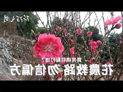招桃花要買什麼花