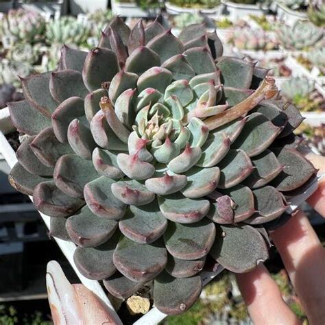 風水多肉植物