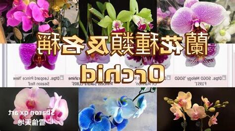 各種蘭花種類