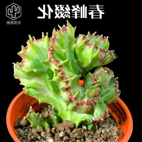 玉麒麟多肉