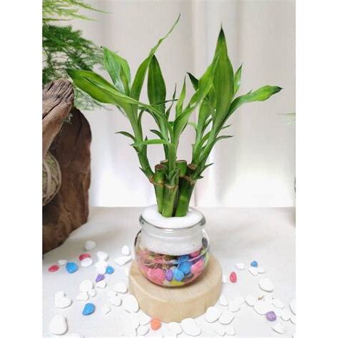 水耕植物招財