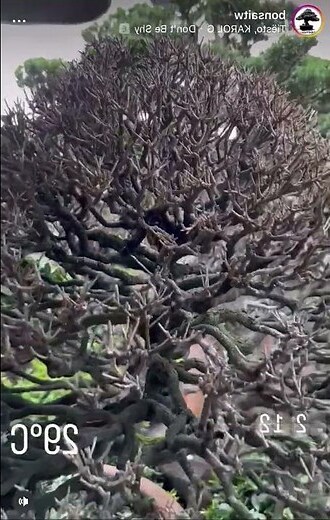 象牙樹種植