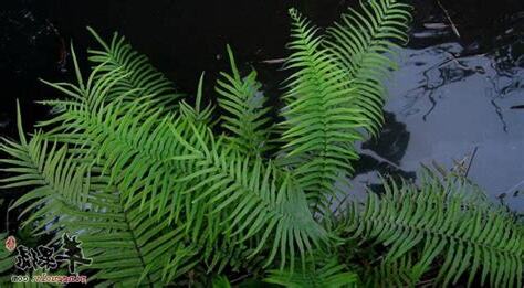 蜈蚣草禁忌