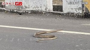 看到蛇代表什么